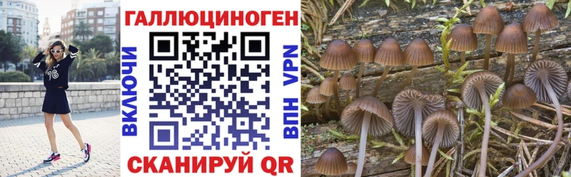 наркота  Будённовск  Псилоцибиновые грибы Cubensis 